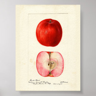 Pomological Vatten Färg Shasta Sort Poster