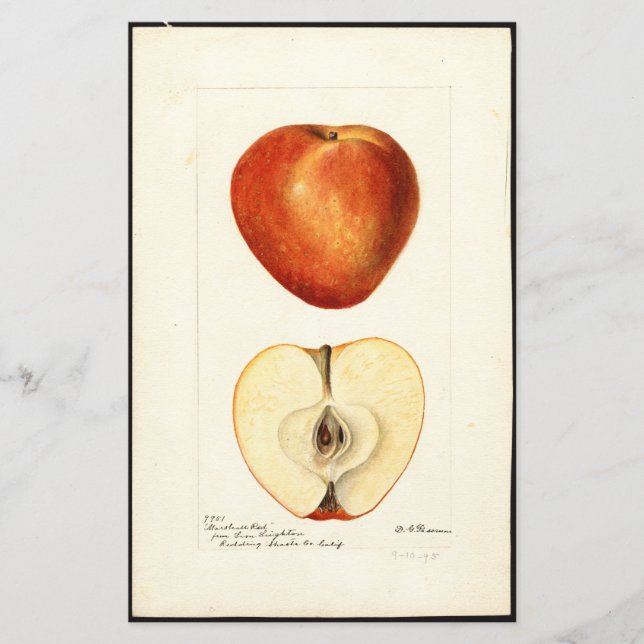 Pomological Watercolor Marshall Red Scrapbook Page (Framsida)