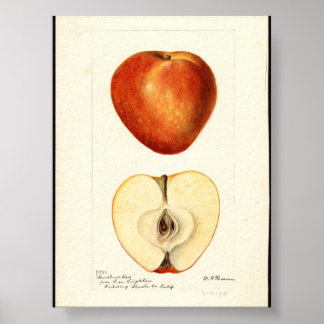 Pomologisk akvarell Marshall Red  Poster