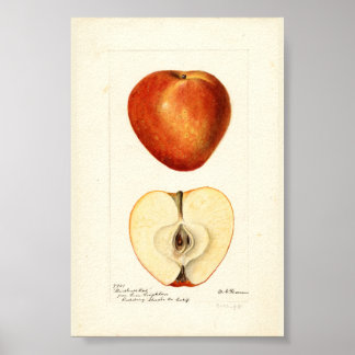 Pomologiskt akvarell Marshall Red Scrapbook-sida Poster