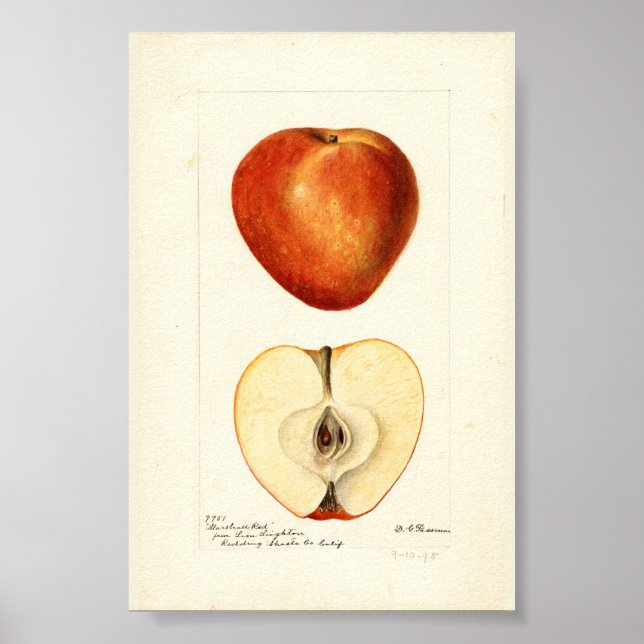 Pomologiskt akvarell Marshall Red Scrapbook-sida Poster (Framsidan)