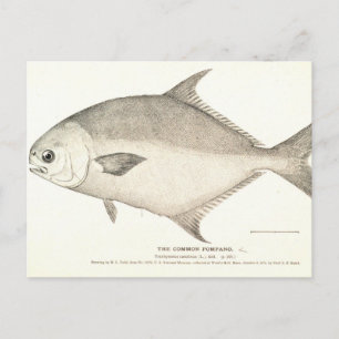 Pompano Vykort