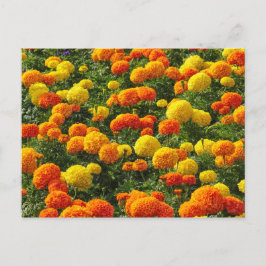Pompom Chrysanthemums, Roath Park, Cardiff, Wales. Vykort