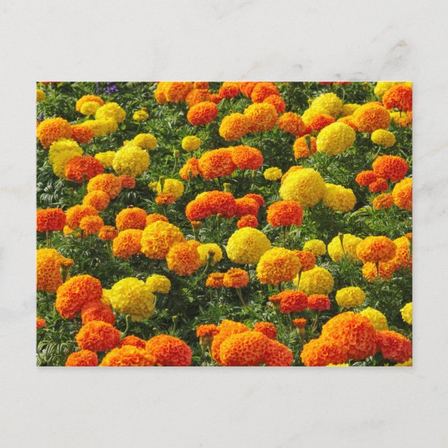 Pompom Chrysanthemums, Roath Park, Cardiff, Wales. Vykort (Framsida)