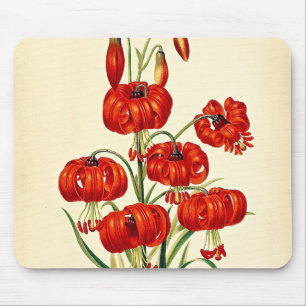 Pompone Red Lily Vintage Botanical Musmatta