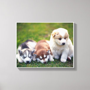 Pomsky valpkanfas canvastryck