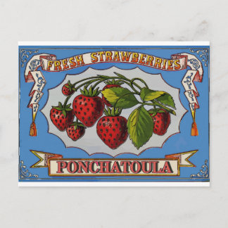 Ponchatoula, LA Strawbär Vykort