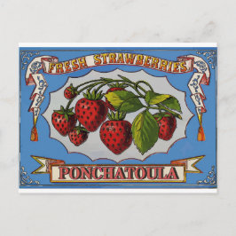 Ponchatoula, LA Strawbär Vykort