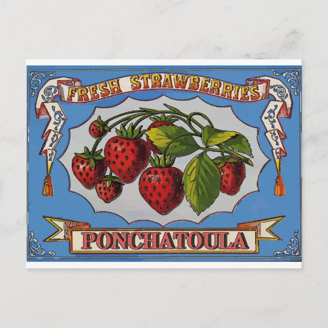 Ponchatoula, LA Strawbär Vykort (Framsida)