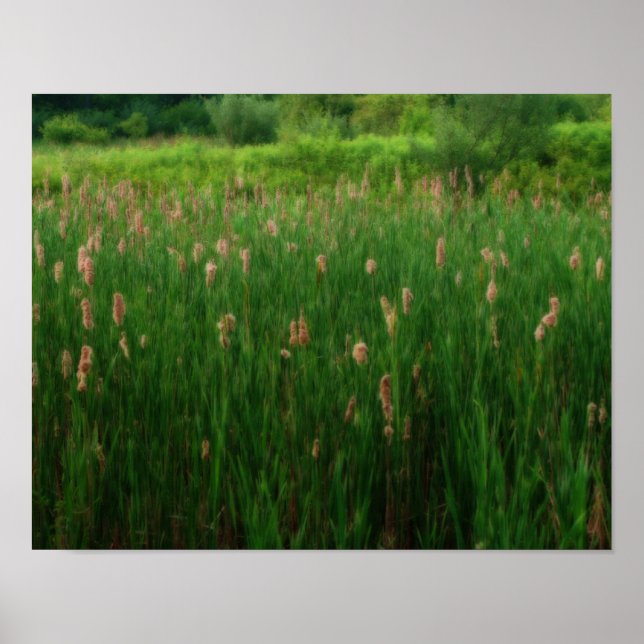 Pond av fluffy Cattails Orton Effect Art. Poster (Framsidan)