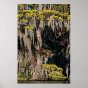 Pond Cypress i översvämmad träff Poster