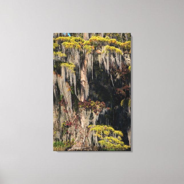 Pond Cypress i översvämmad träsk Canvastryck (Framsida)