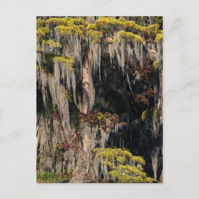 Pond Cypress i översvämmad träsk Vykort (Framsida)