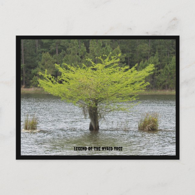Pond Cypress Legend Postcard Vykort (Framsida)