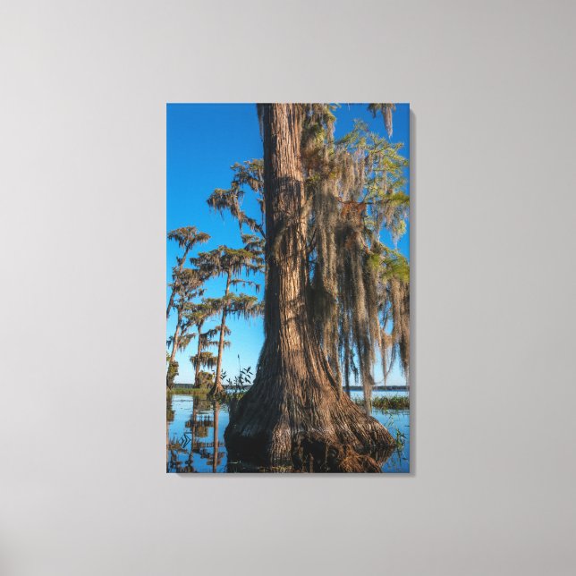 Pond Cypress Träd i en träsk Canvastryck (Framsida)