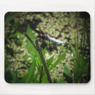 Pond Dragon Musmatta