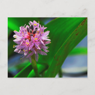 Pond Flower Vykort