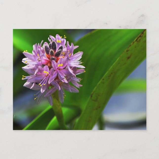 Pond Flower Vykort (Framsida)