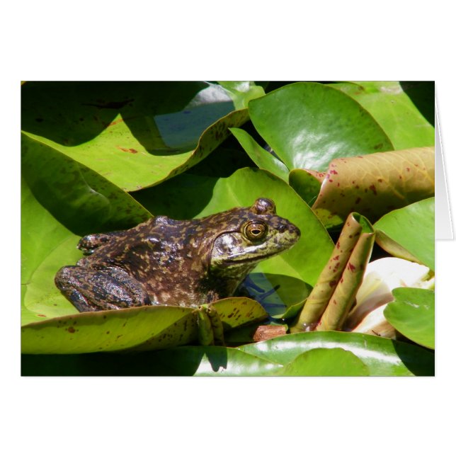 Pond Frog Card Hälsningskort (Framsidan Horizontal)