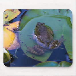 Pond Frog Musmatta