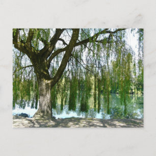 Pond genom Weeping Willow Träd Vykort