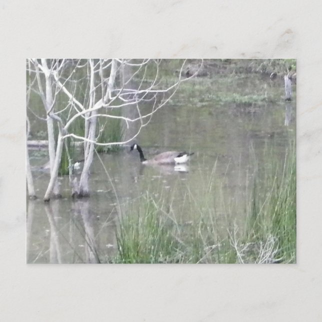 Pond Goose Vykort (Framsida)