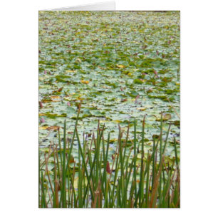 Pond Greenery Hälsningskort
