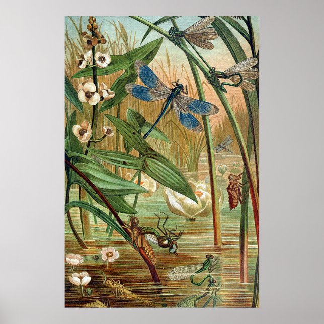 Pond Life Poster (Framsidan)