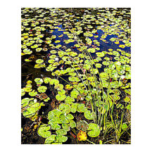 Pond Lily Pads and Reeds Photographic