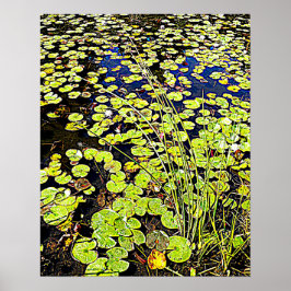 Pond Lily Pads and Reeds Photographic Poster