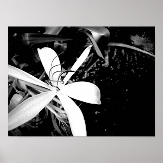 Pond Lily Poster (Framsidan)