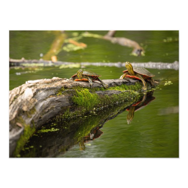 Pond Lounging Turtles Fototryck (Framsidan)