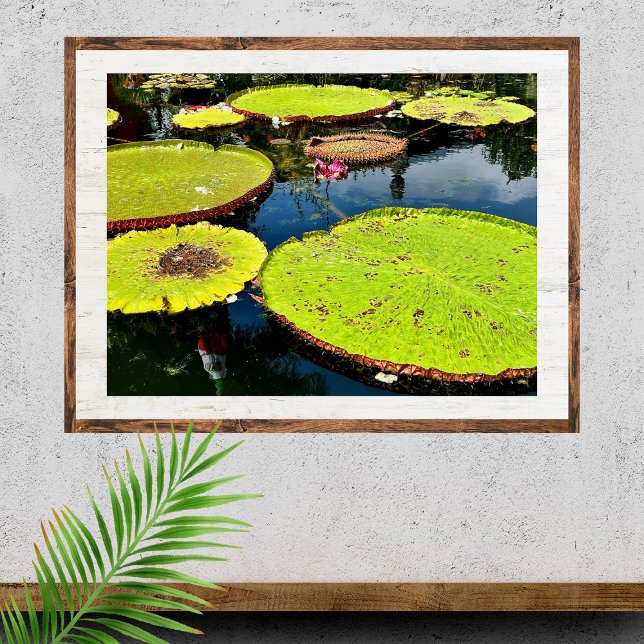 Pond & Lövs Puerto Vallarta Poster (Skapare uppladdad)