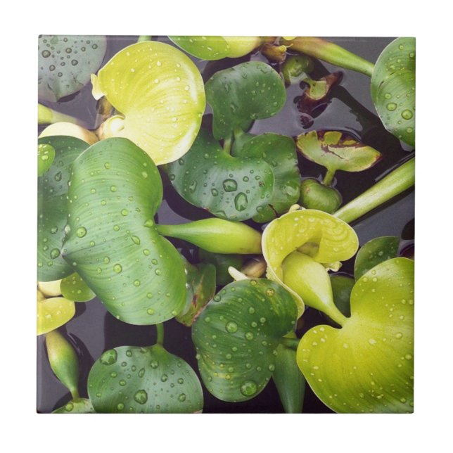 Pond Plants i butiken livsmedel Kakelplatta (Framsidan)