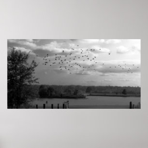 Pond Poster