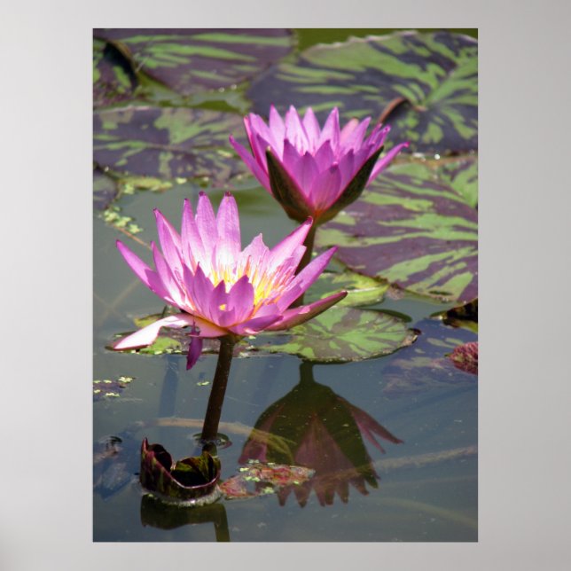 Pond Poster (Framsidan)