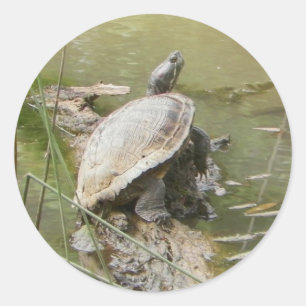 Pond Turtle Stickers Runt Klistermärke