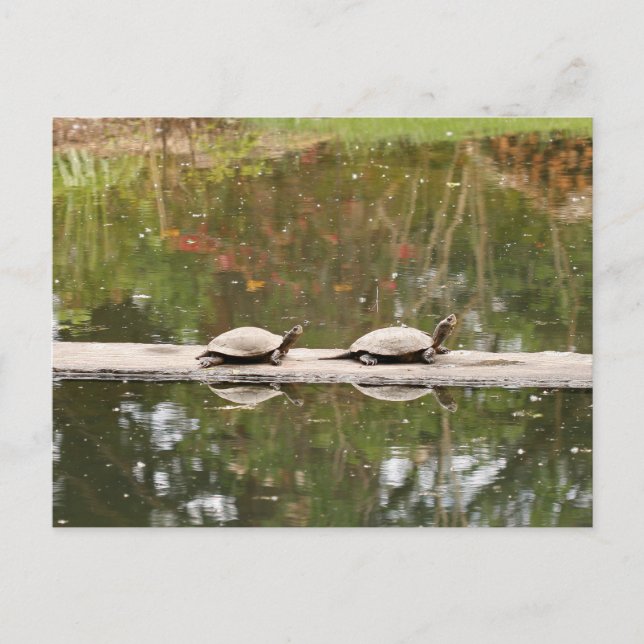 Pond Turtle-vykort Vykort (Framsida)
