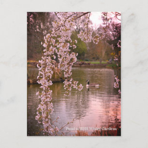 Pond vid RHS Wisley, England Vykort