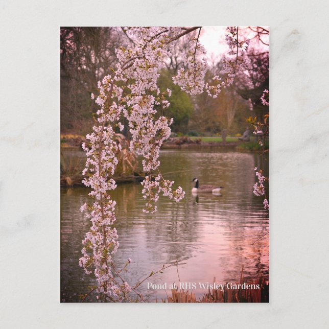 Pond vid RHS Wisley, England Vykort (Framsida)