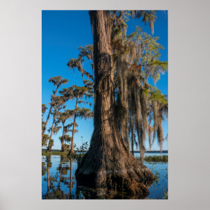 Pondcypress i ett träsk poster