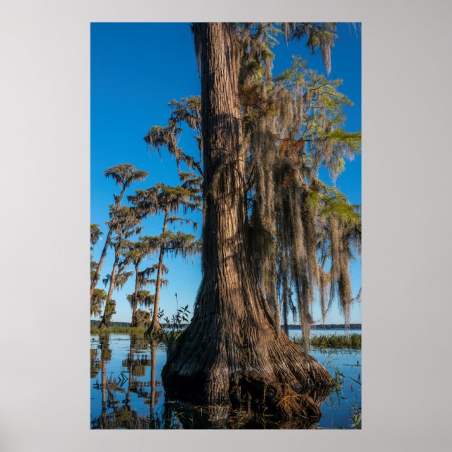Pondcypress i ett träsk poster (Framsidan)