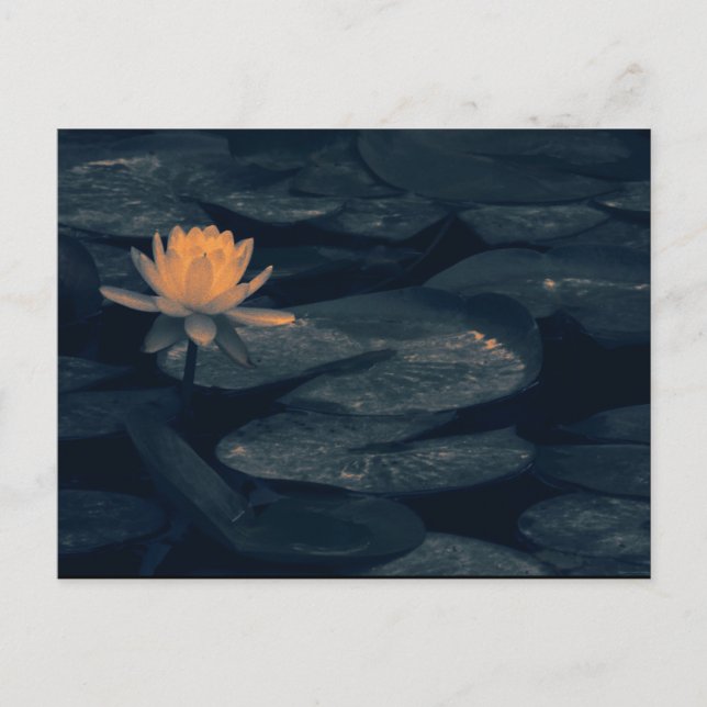 "Pondering at the Pond" - vykort (Framsida)