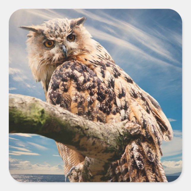 Pondering Uggla Fyrkantigt Klistermärke (Framsida)