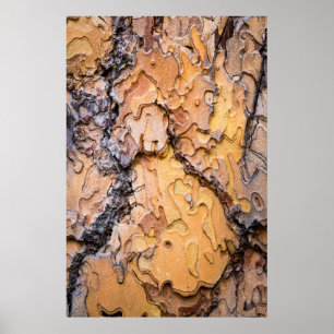 Ponderosa gräs bark, Washington Poster