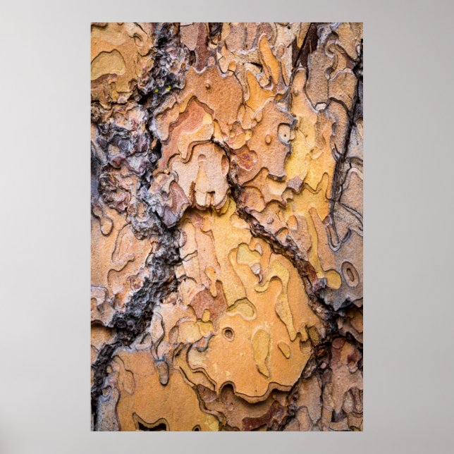Ponderosa gräs bark, Washington Poster (Framsidan)