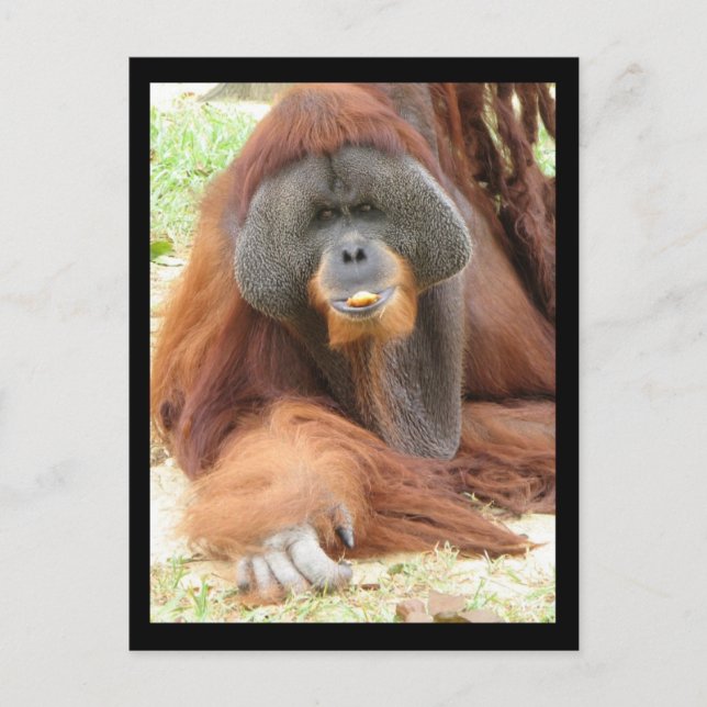 Pongo Orangutan Ape-vykort Vykort (Framsida)