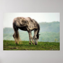 Poni på våren