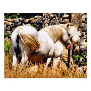 PONIES FOTOTRYCK