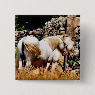 PONIES KNAPP